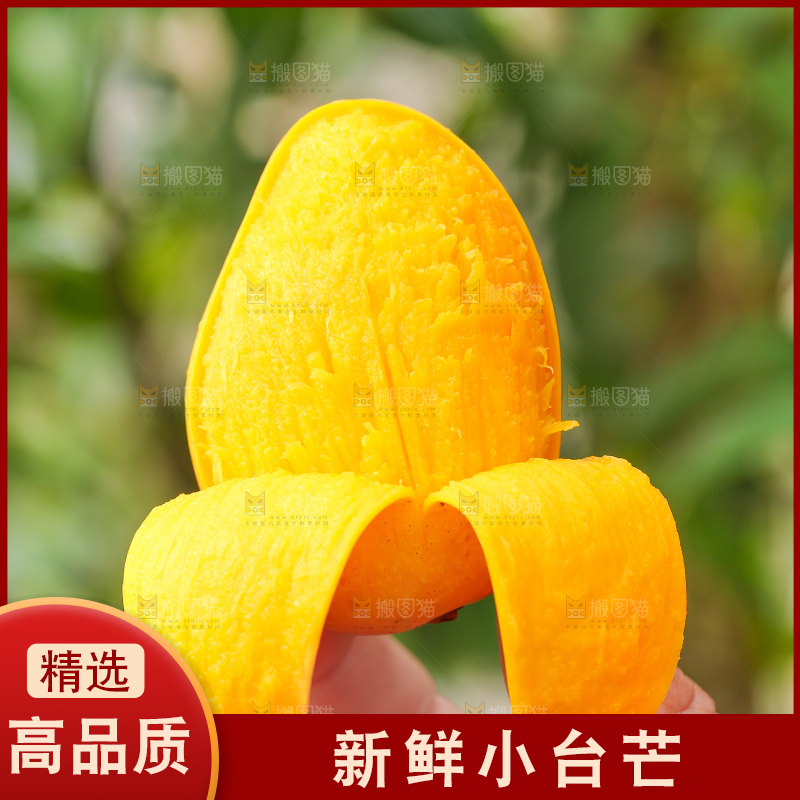 手里拿着小台农芒