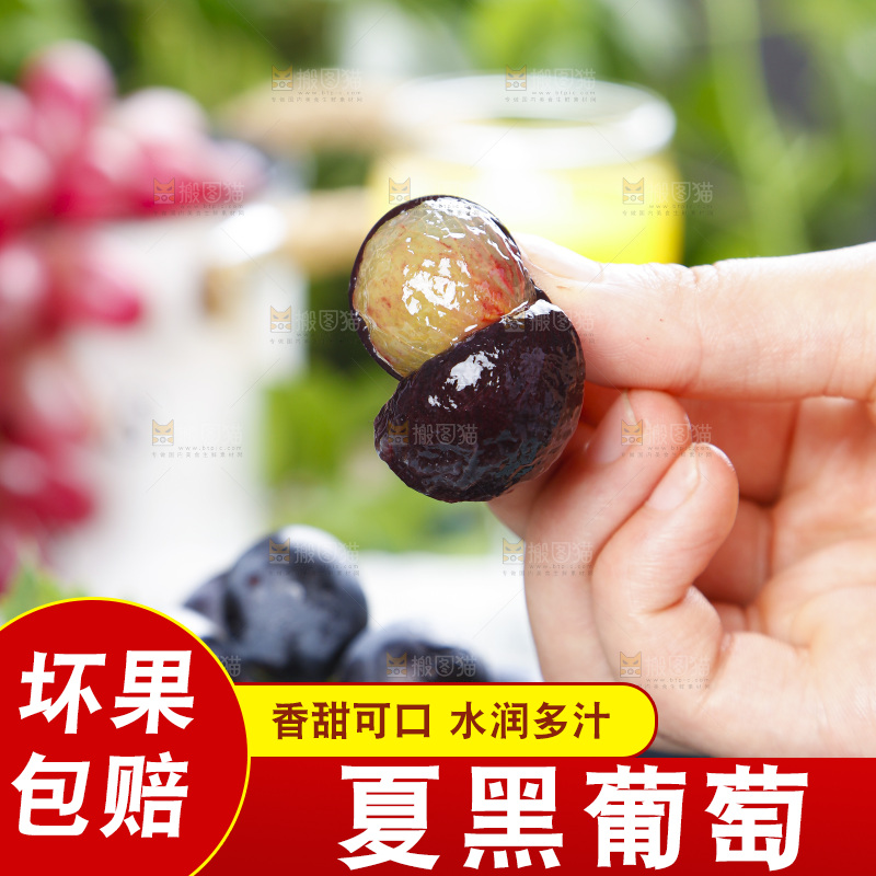 手里拿着黑加仑葡萄