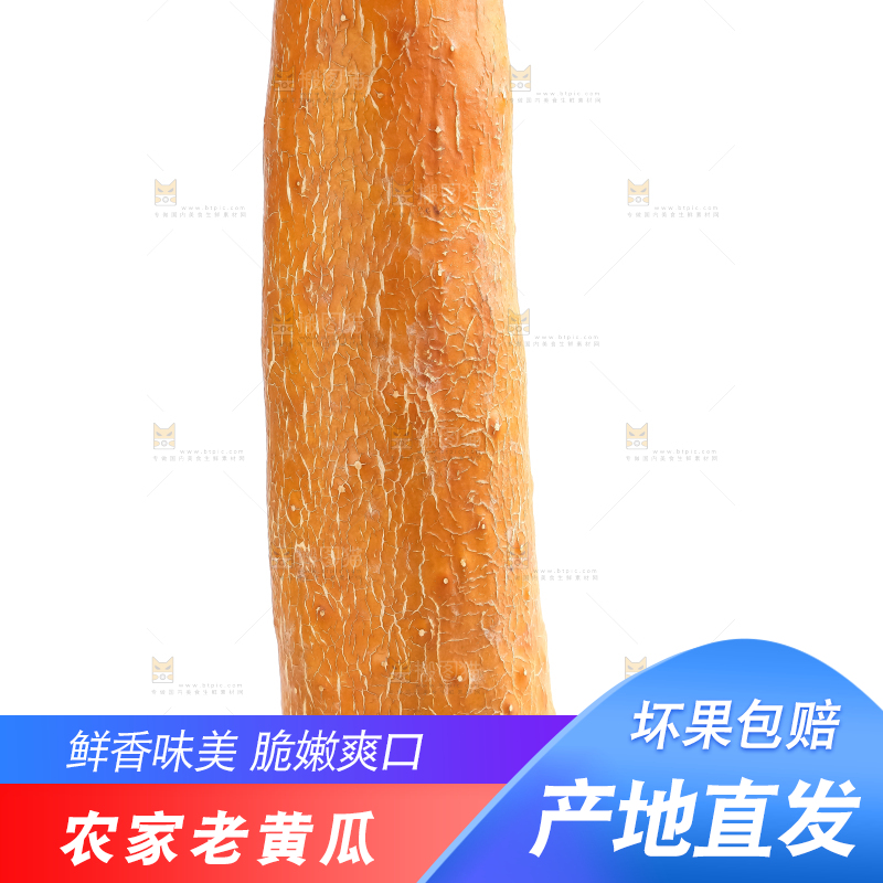 白底上的新鲜老黄瓜