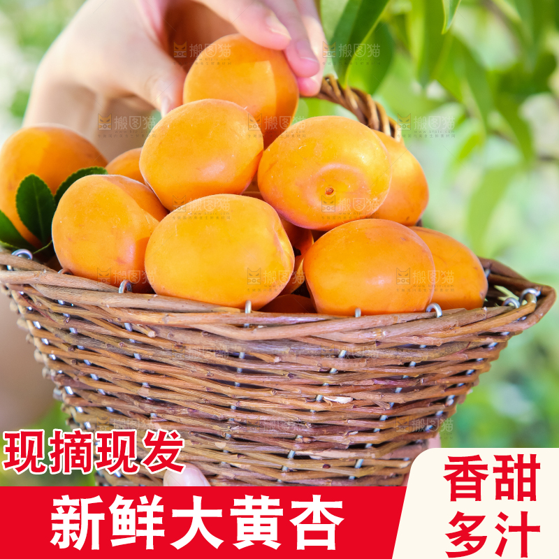 手里提着一篮烟台杏子