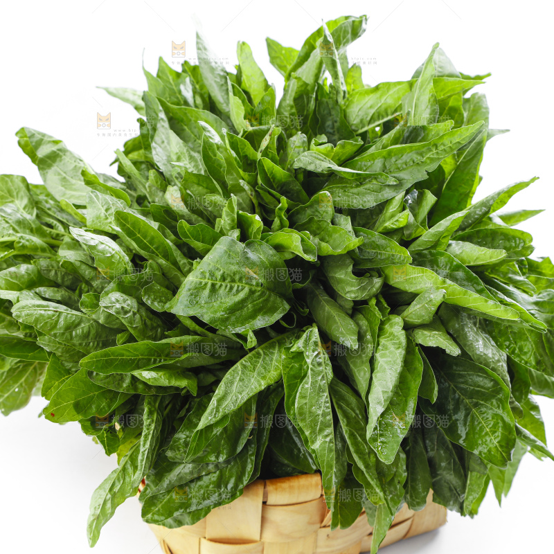 篮子里装着苋菜