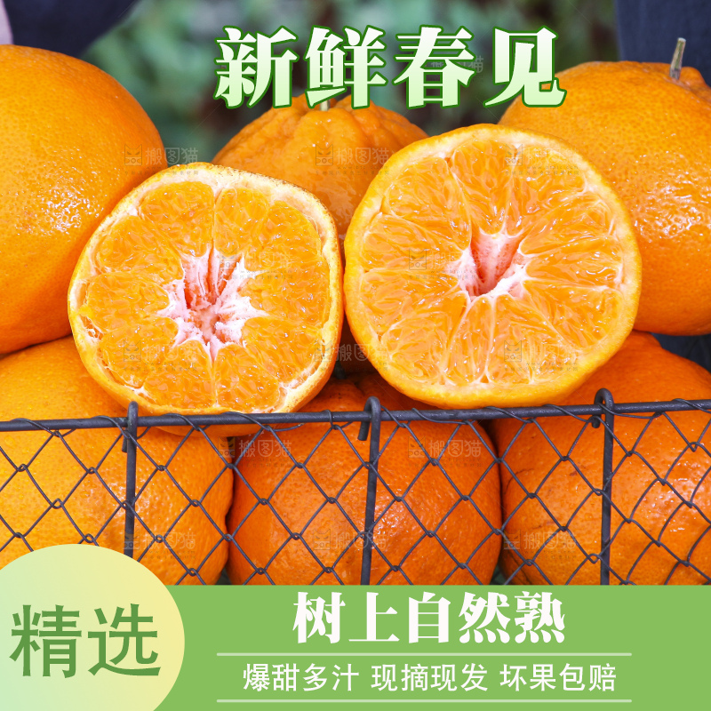 草地上放着一筐四川春见耙耙柑