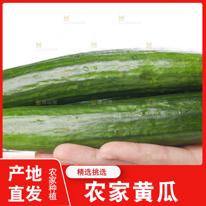 手里拿着嫩黄瓜