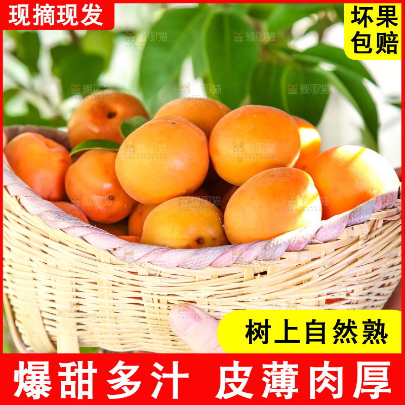 手里拿着一篮大黄杏