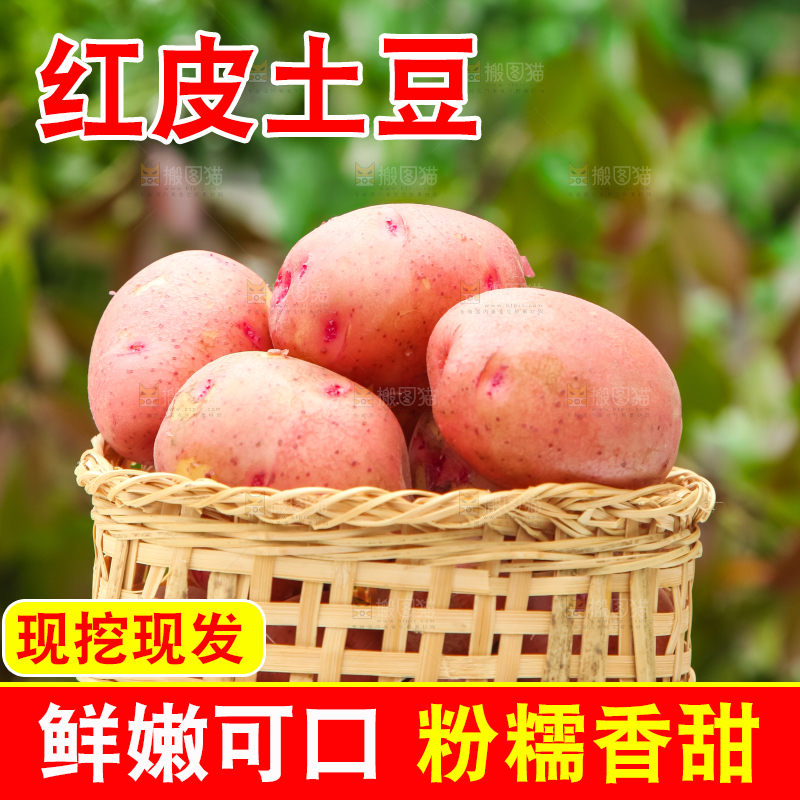 篮子里装着高山红皮土豆