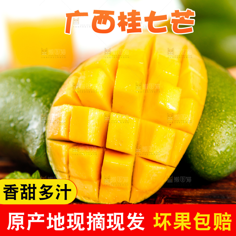 竹底上的青皮桂七芒