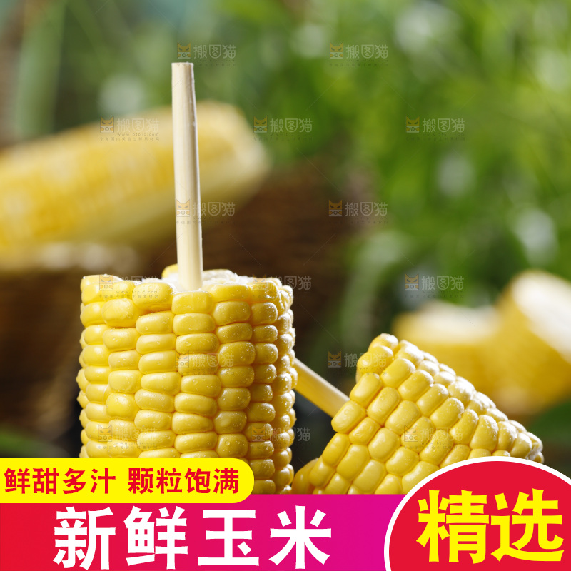 黑石板上的东北玉米