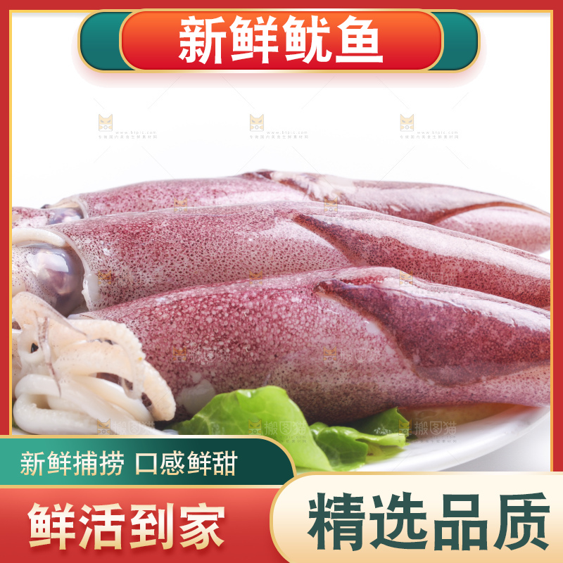 白底上的鱿鱼