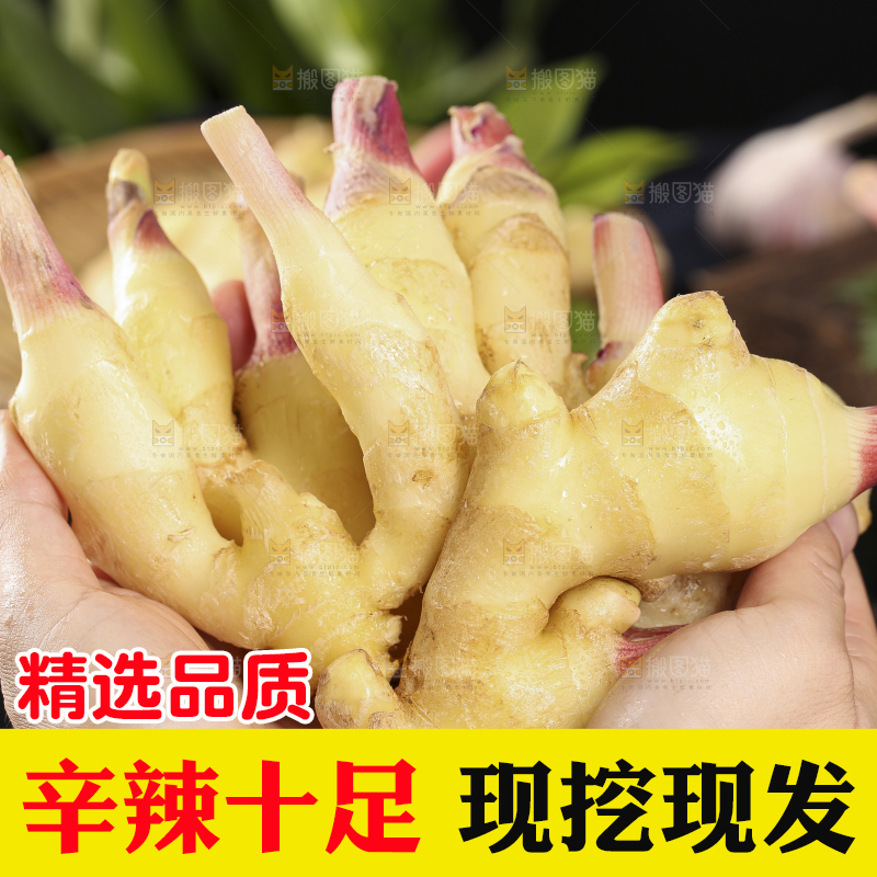手里拿着红芽姜