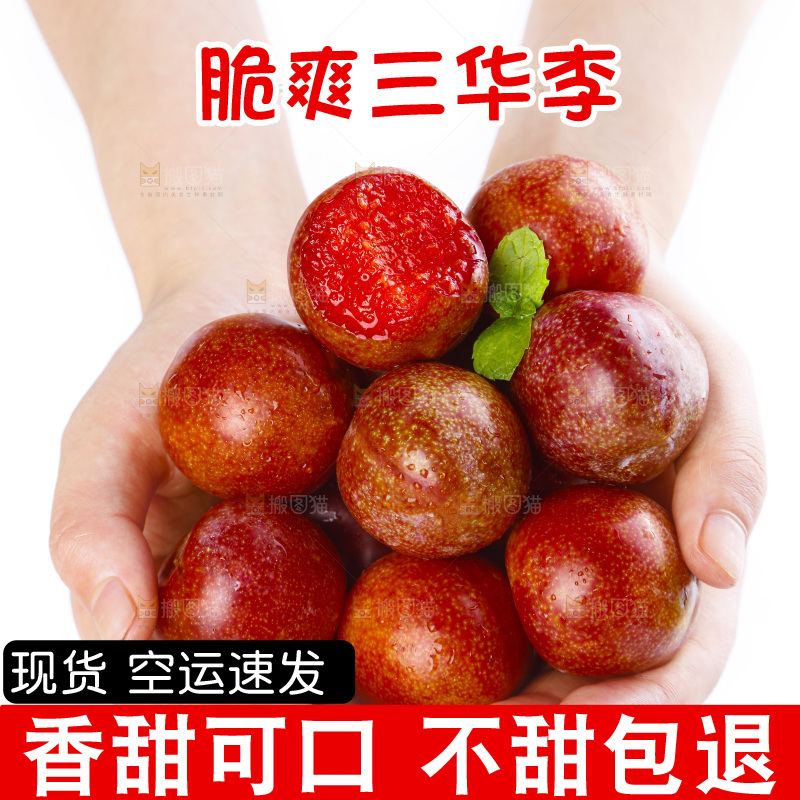 手里捧着钱排三华李