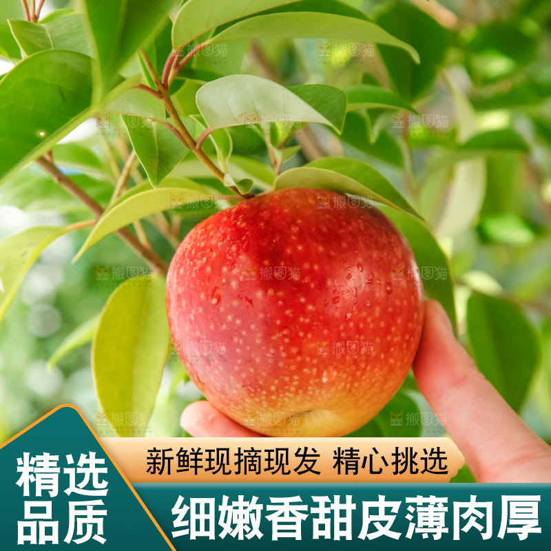 手里拿着嘎啦苹果
