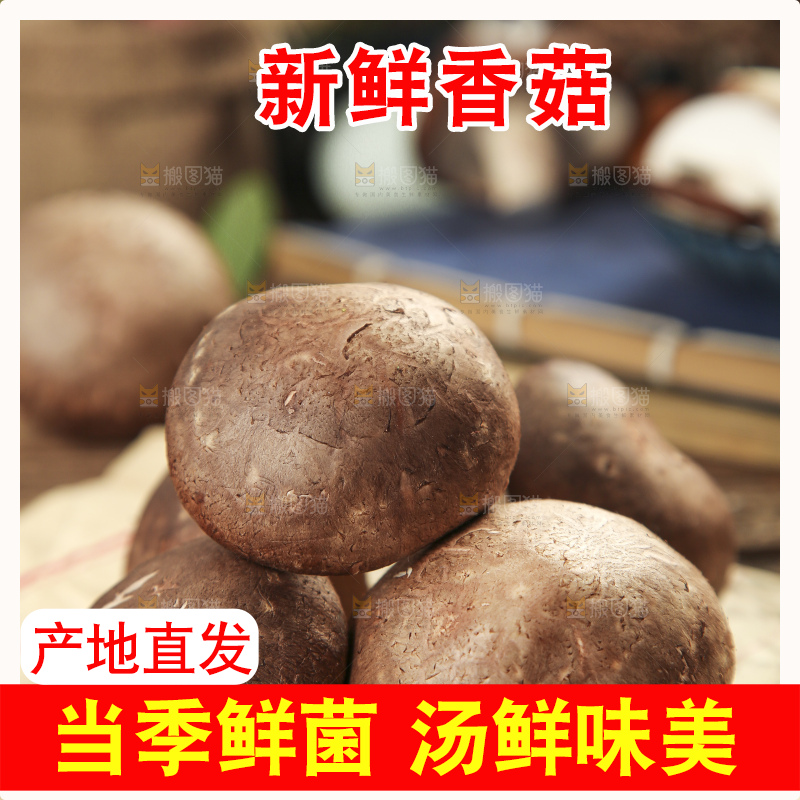 木底上摆放着新鲜香菇