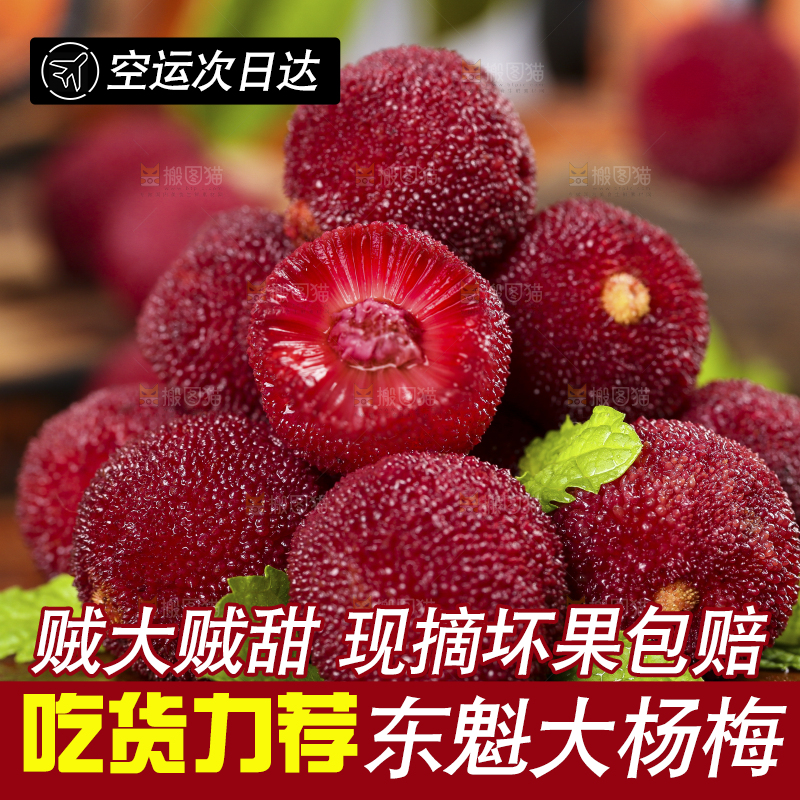 木板上的高山大杨梅