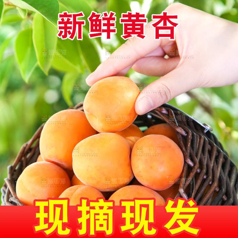 手里拿着一篮大黄杏
