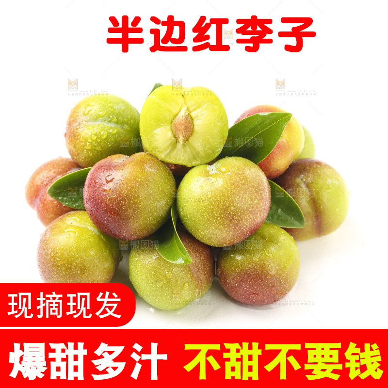 白底上的四川茵红脱骨李