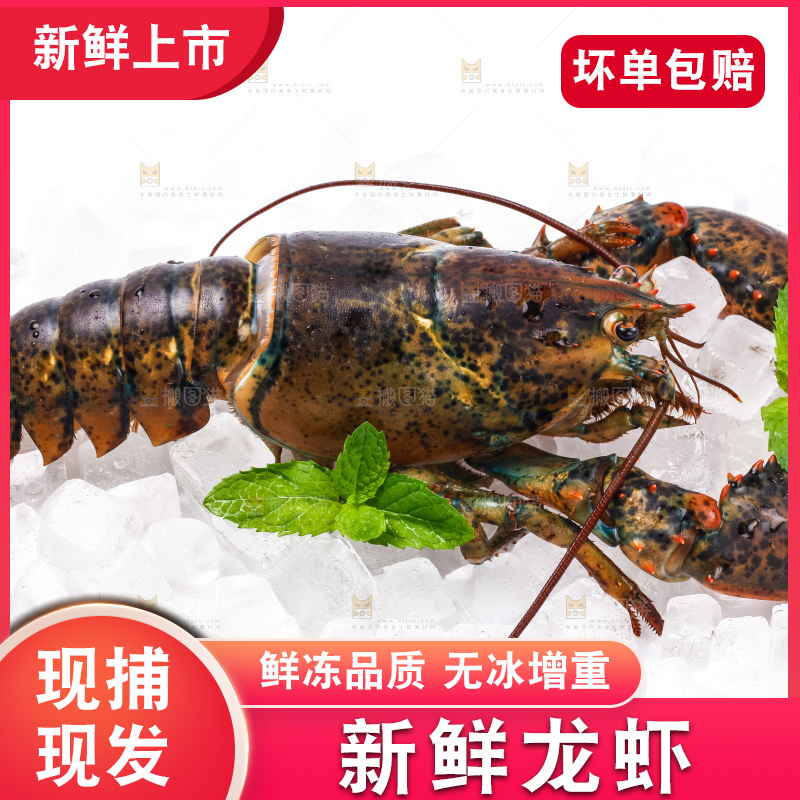 白底上的龙虾