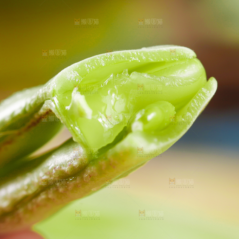 手里拿着扁豆