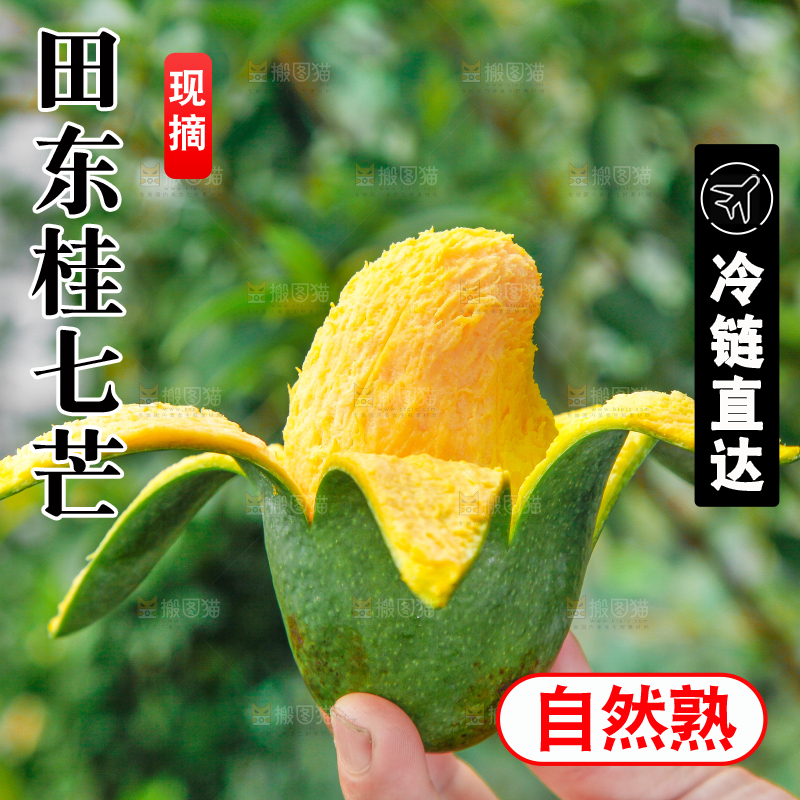 手上拿着田东桂七青芒