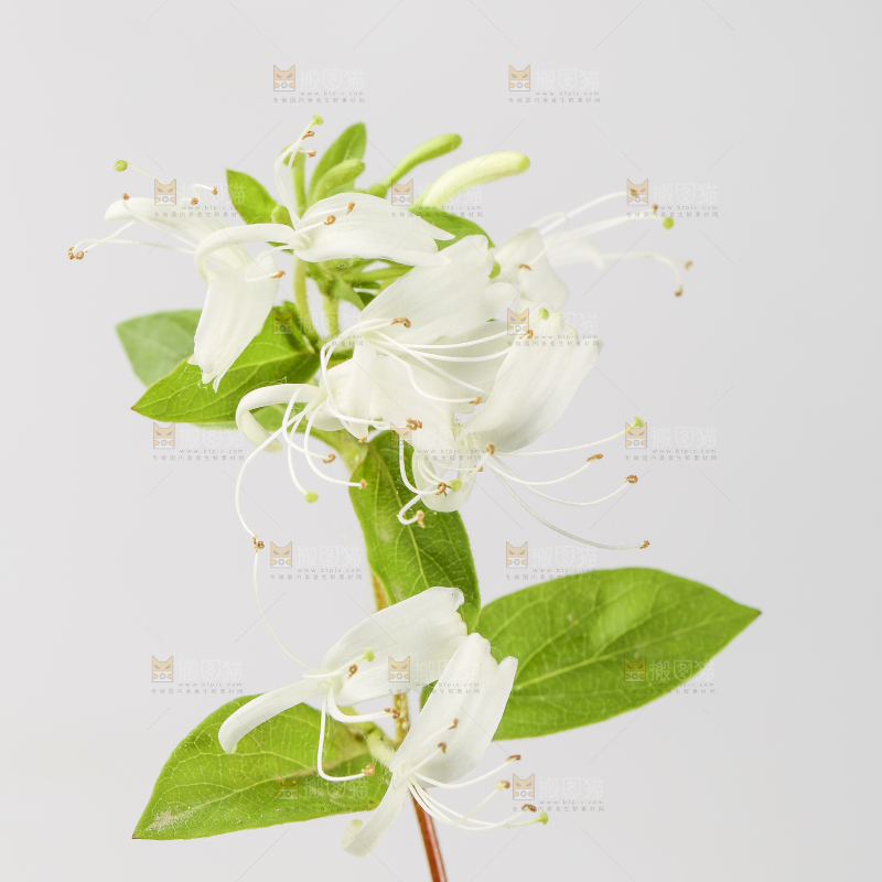 白底上放着金银花