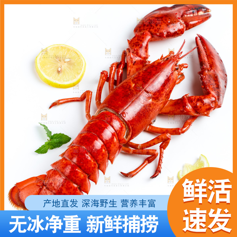白底上的波士顿大龙虾