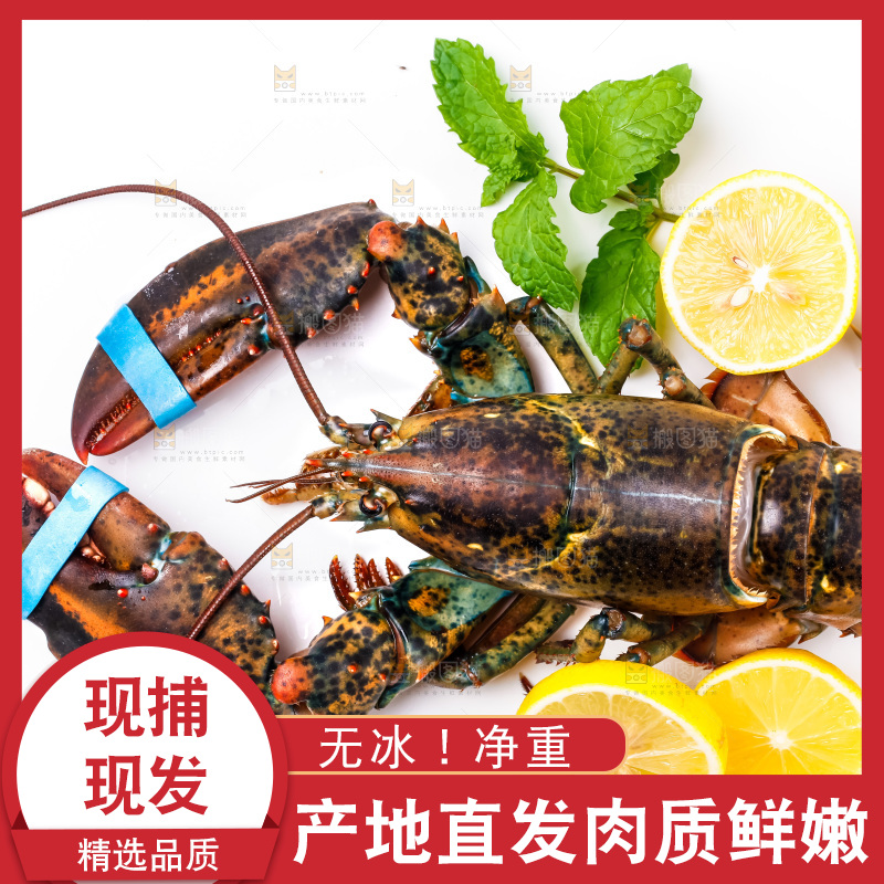 浅底上的澳洲龙虾