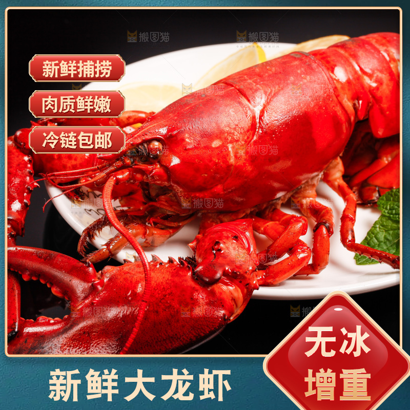 黑底上放着澳洲大龙虾