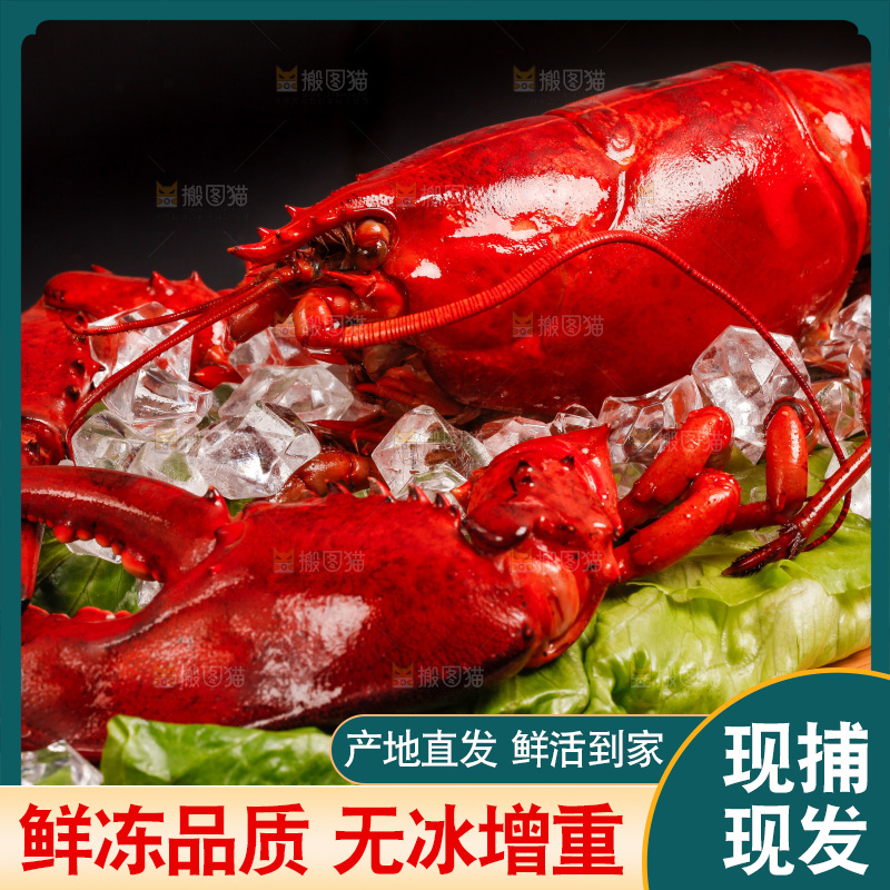 黑底上放着一盘澳洲大龙虾