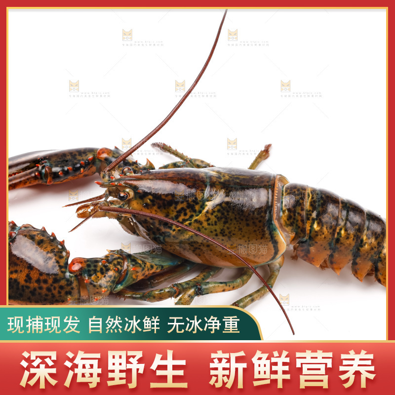 白底上的澳洲龙虾