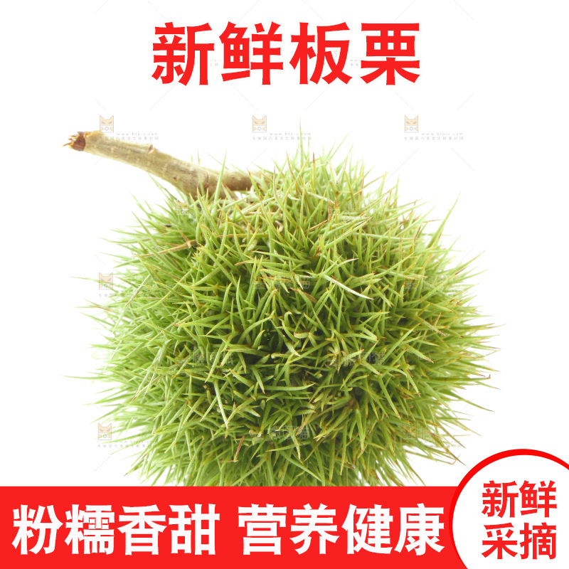 白底上放着迁西板栗