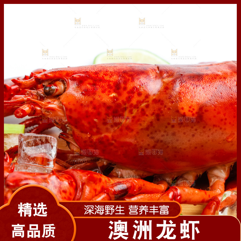浅底上的澳洲大龙虾