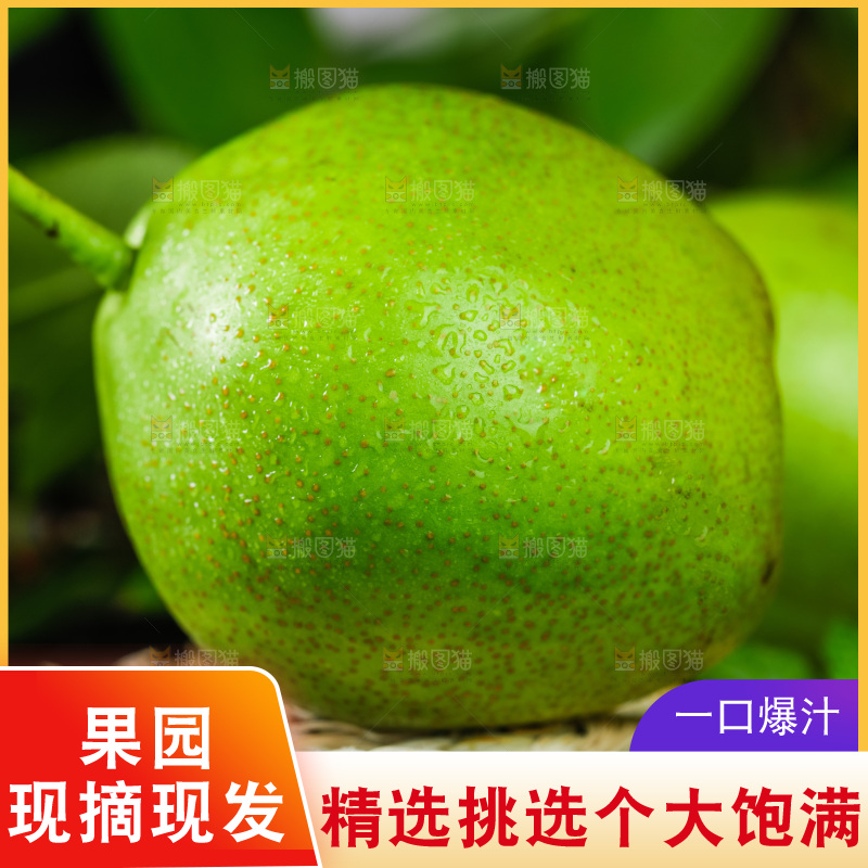 木底上放着陕西早酥梨