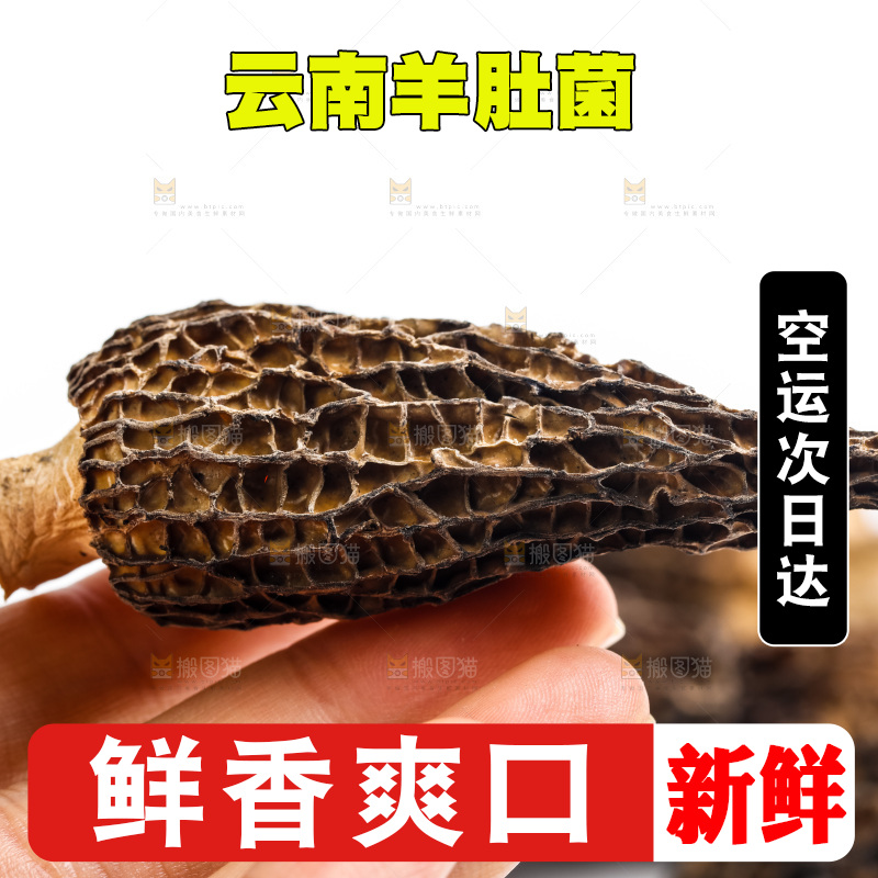 手拿羊肚菌