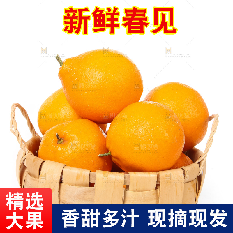 白底上的春见耙耙柑