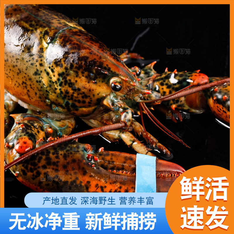 黑底上放着波士顿龙虾