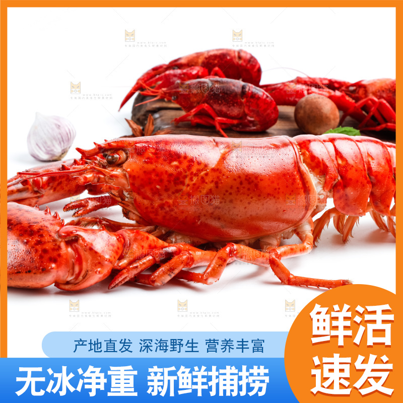 白底上的大龙虾