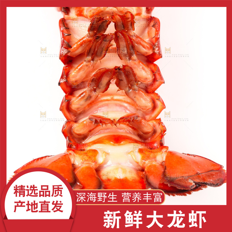 白底上放着澳洲龙虾