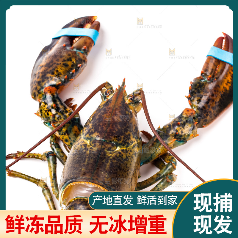 白底上的澳洲龙虾