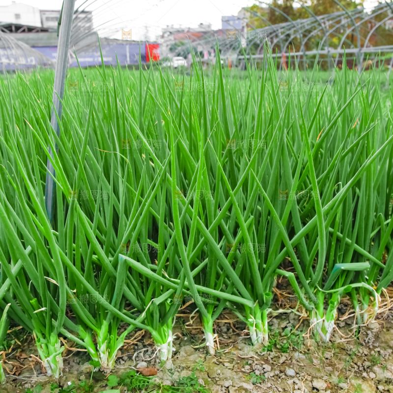地里长着小葱