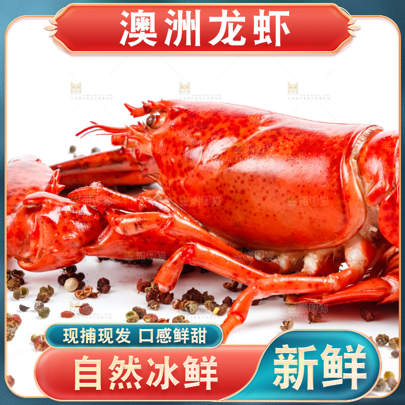 白底上放着澳洲大龙虾