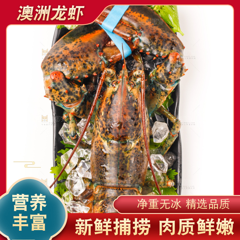 一盘澳洲大龙虾放在白底上