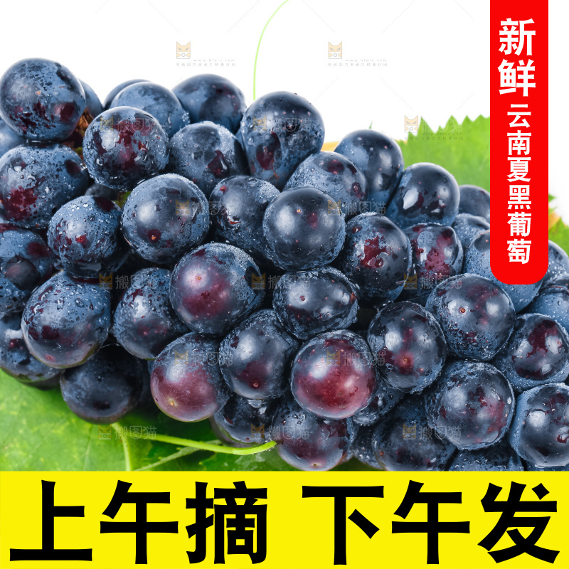 一盘新鲜夏黑放在白底上