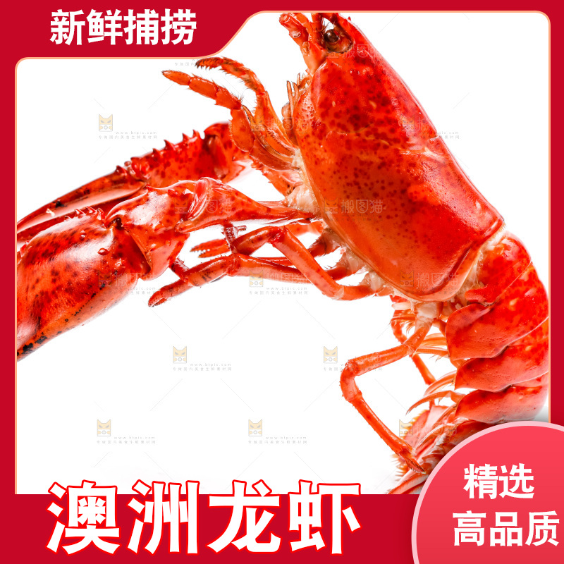 白底上放着澳洲大龙虾