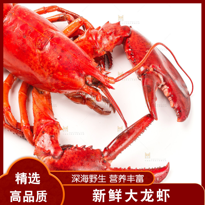 白底上放着澳洲龙虾