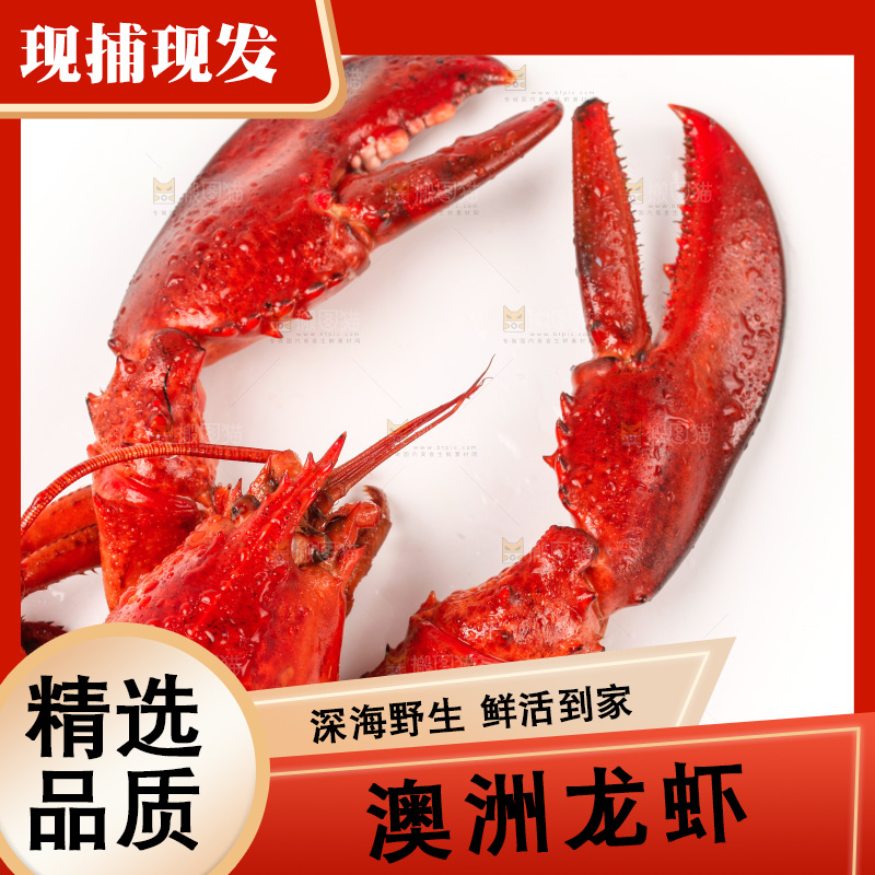 白底上放着澳洲大龙虾