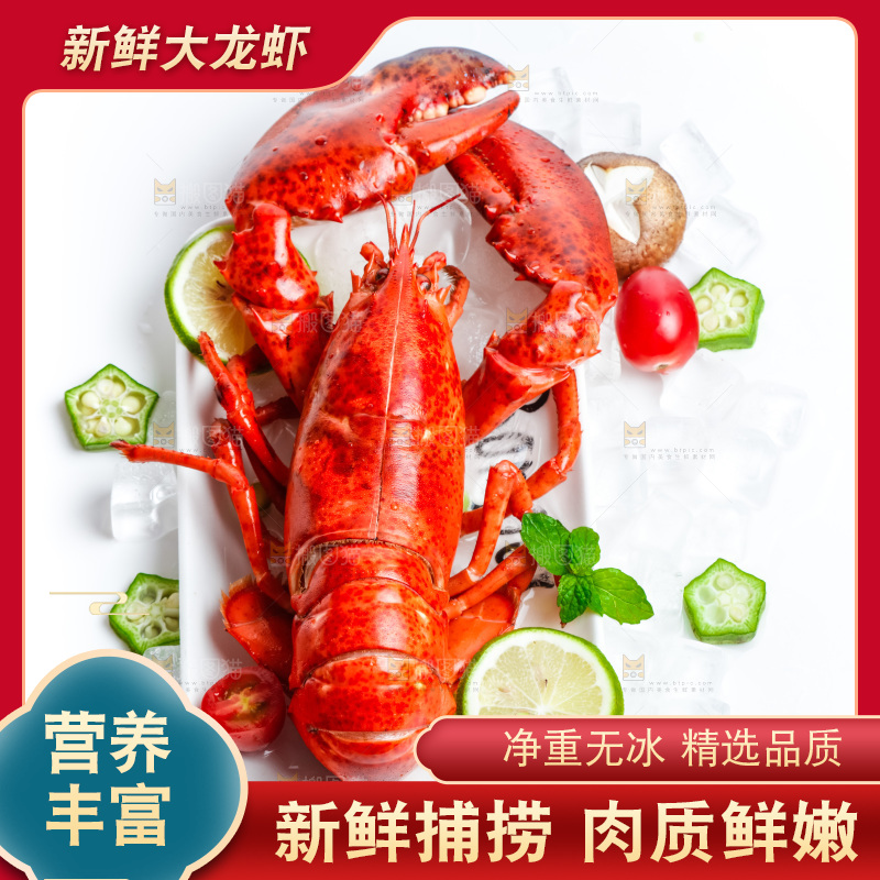 浅底上的澳洲大龙虾