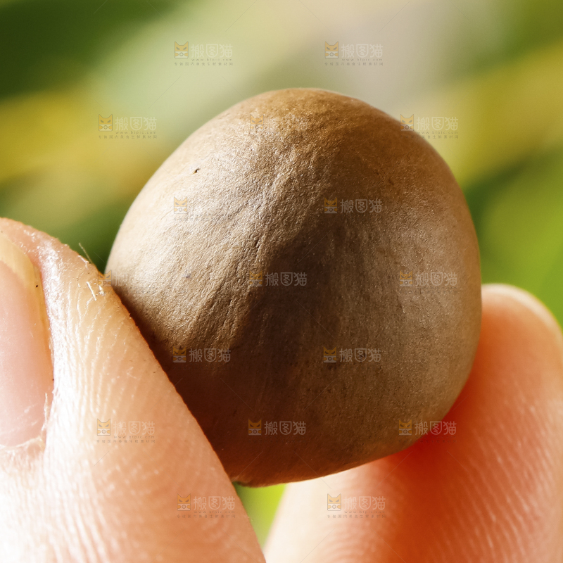 深底上的茶树果