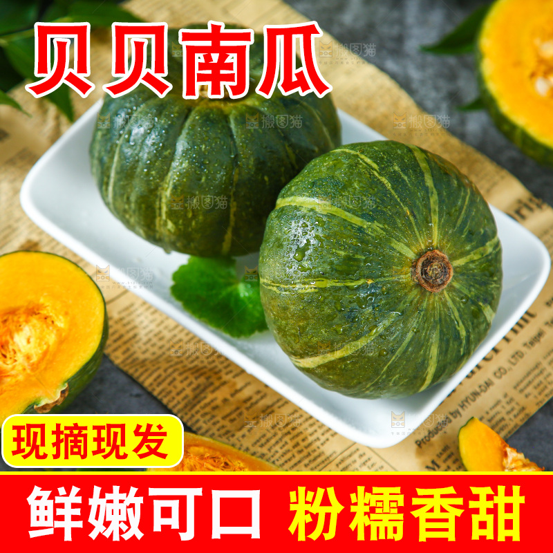石板上的真贝贝南瓜