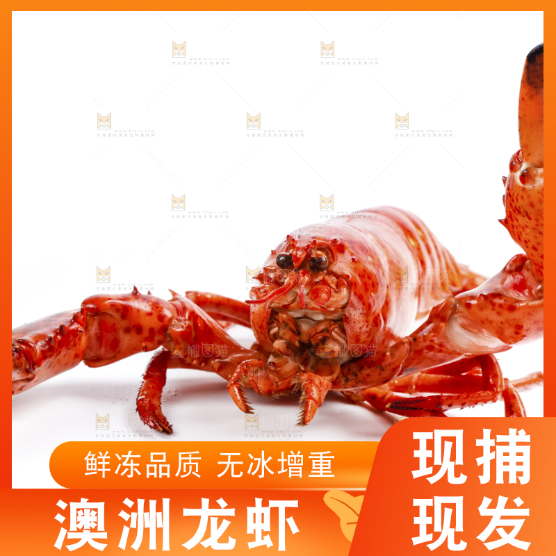 白底上放着澳洲大龙虾