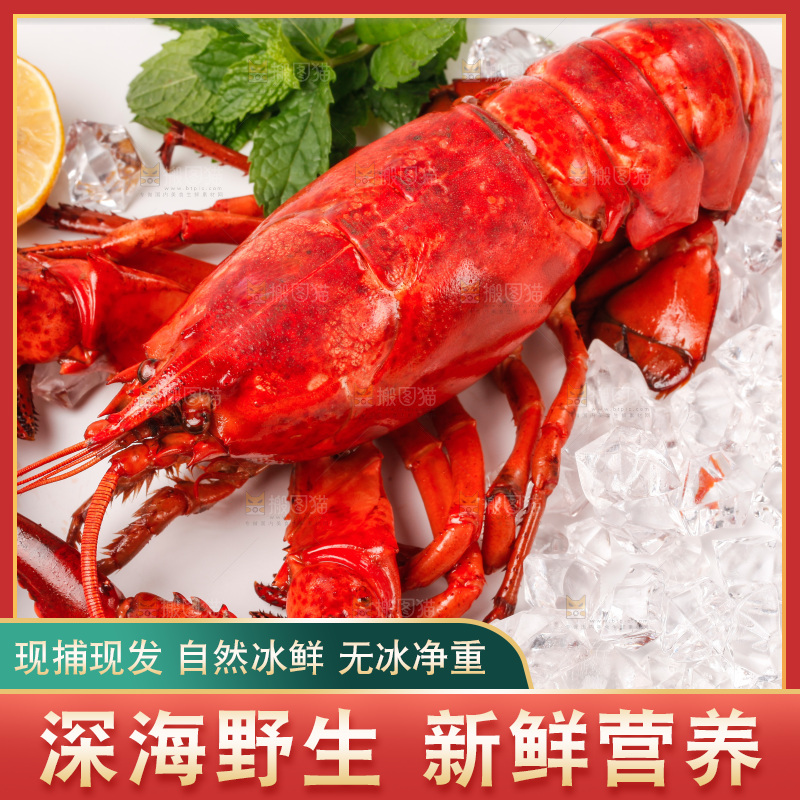 白底上的大龙虾
