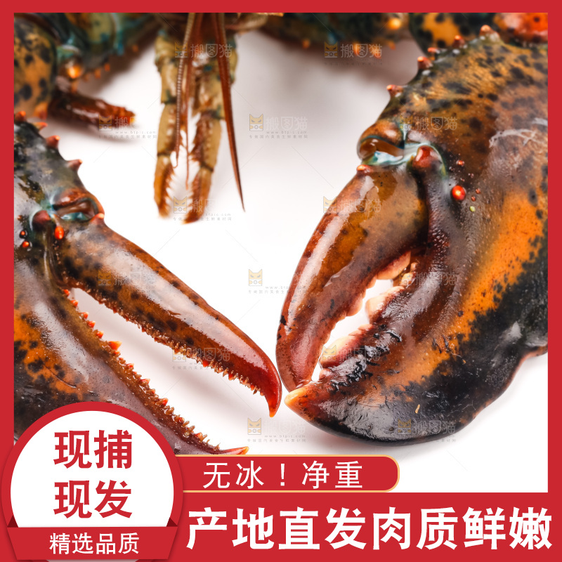 白底上的龙虾